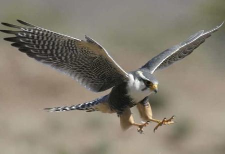 Halcon peregrino