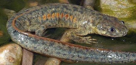 Imagen Anfibios